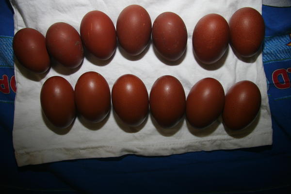 Инкубационное яйцо марана купить. Цыплята Маран черно медный. Барневельдер, Маран черномедный. Маран яйца. Барневельдер яйца.