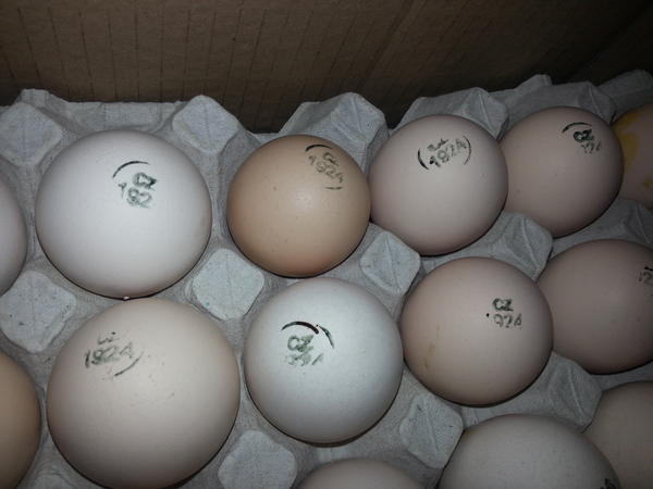 Купить яйцо инкубационное липецкая. Инкубационное яйцо Росс 308 Чехия. Кобб 500 Чехия. Инкубационное яйцо бройлера Росс 308. Маркировка яиц Кобб 500.