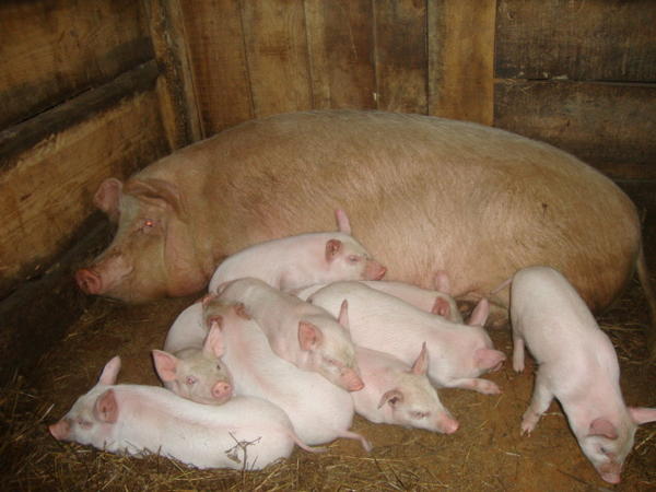 Продам свинку. Район поросята.. Свиноводство Саратовской области. Маленькие поросята домашние сельскохозяйственные животные.