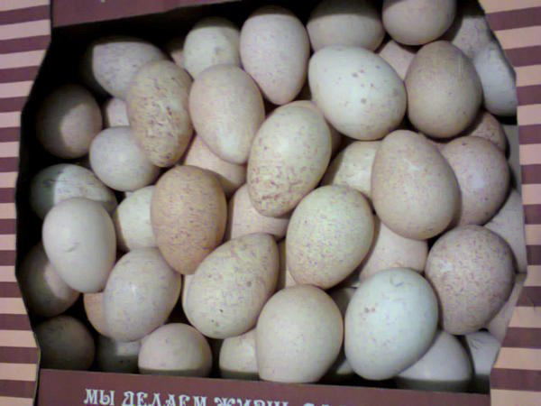 Купить инкубационное яйцо в свердловской области. Индюшиные яйца. Яйцо инкубационное индюшиное. Цесариные яйца.