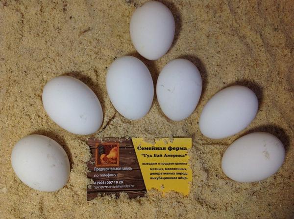 Купить яйцо инкубационное в нижегородской. Инкубационное яйцо Леггорн. Инкубационное яйцо кур Леггорн. Инкубационное яйцо f22 203494. Яйцо Леггорн Изабель инкубационное.