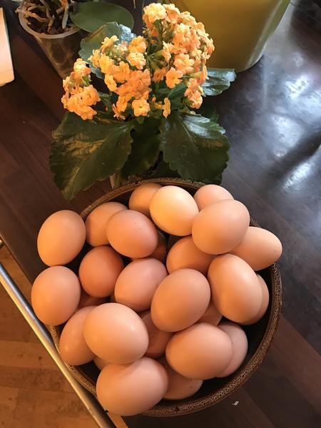 Купить инкубационное яйцо кучинской. Инкубационное яйцо Кучинская Юбилейная. Яйцо Кучинской юбилейной. Яйцо Кучинской юбилейной фото. Кучинские юбилейные цвет яйца.