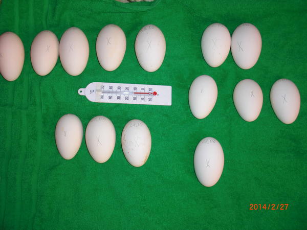 Сколько можно хранить гусиные яйца