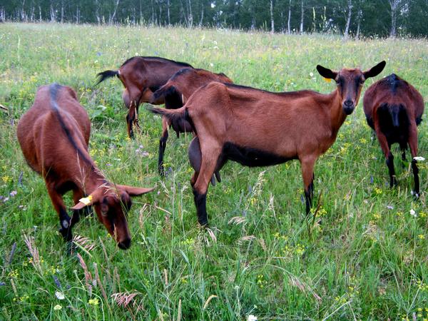 у какой породы коз есть сережки на шее. img0674. у какой породы коз есть сережки на шее фото. у какой породы коз есть сережки на шее-img0674. картинка у какой породы коз есть сережки на шее. картинка img0674