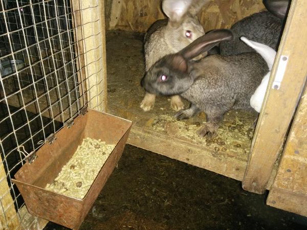 Бункерная кормушка для кроликов – как сделать самостоятельно