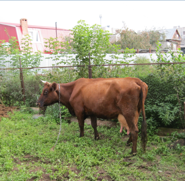 Купить Красногорбатовскую Корову В Нижегородской Обл