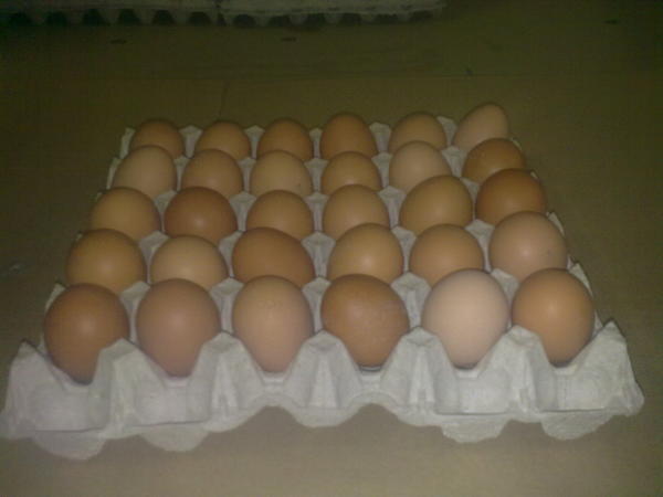 Купить яйца в белоруссии. Яйца куриные с0 с1 с2. Склад яйца куриного. Яйца куриные поставщики. Фирмы яиц куриных.