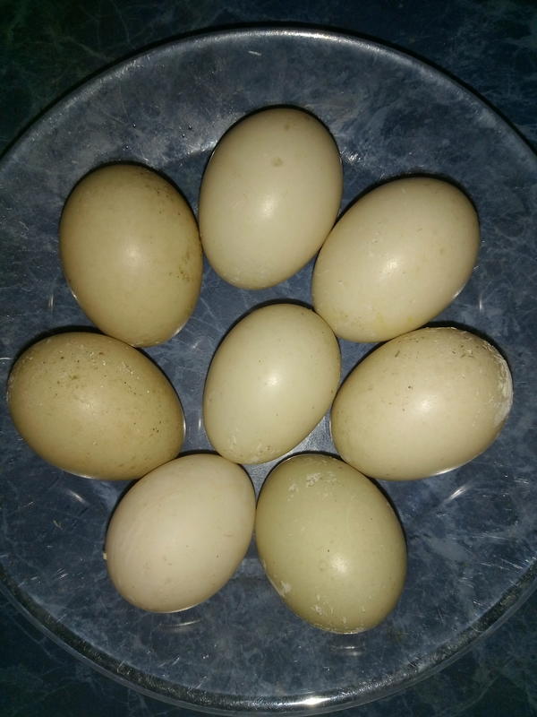 Купить яйцо мускусной. Инкубационное яйцо индоутки. Яйцо индоутки. Как выглядит яйцо индоутки. Яйцо индоутки фото.