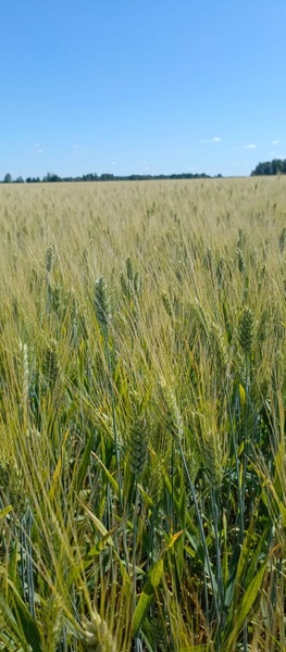 Аватар пользователя Производственное Объединение «Семенная ЛИГА»