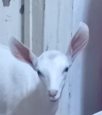 Аватар пользователя Страж