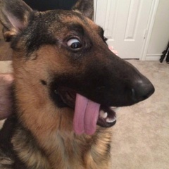 Аватар пользователя Арсен Бобокаидзе