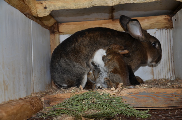 Основные моменты при разведении кроликов в домашних условиях