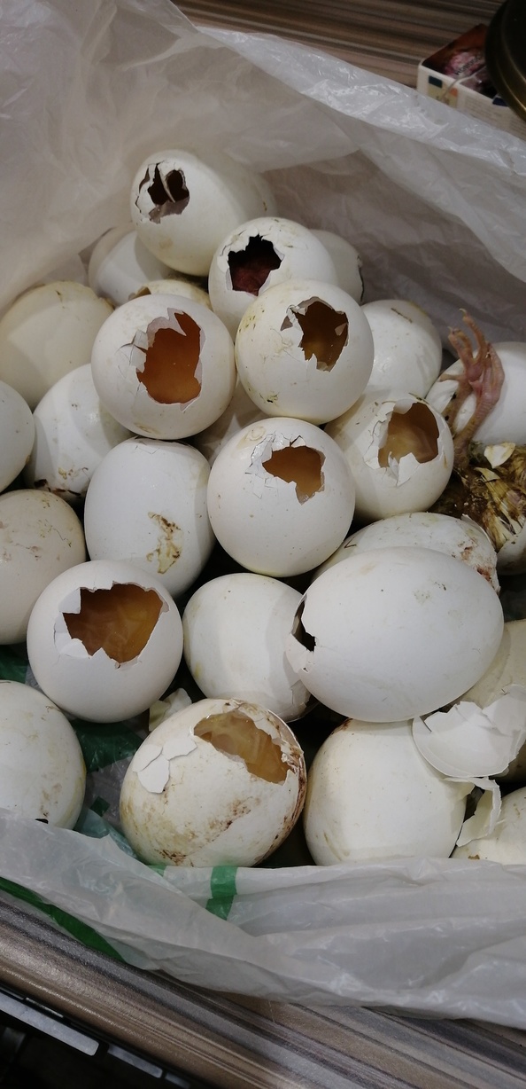 20 день инкубации куриных яиц тишина что делать