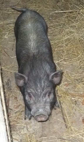 Ветеринария свиней | Узелковый дерматит у свиней