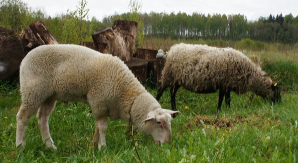 Маститы у овец: виды и симптомы, лечение в домашних условиях и профилактика