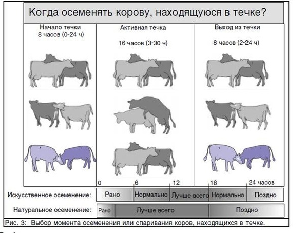 Подводные камни в выращивании коровы. Блог Боня на Fermer.ru. | Стр. 56 из  508