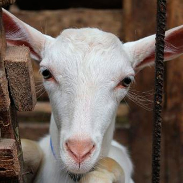 Сколько стоит держать молочных коз
