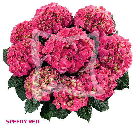 Гортензия speedy red фото