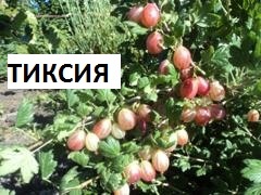 Сорт крыжовника тиксия фото и описание сорта