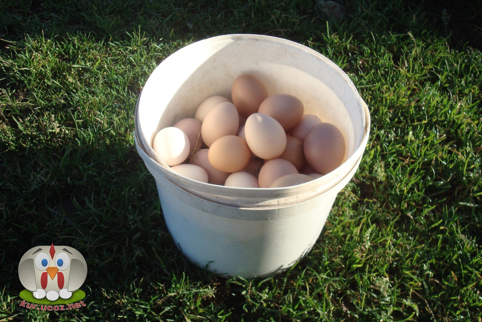 Кремовые яйца. Яйцо Адлерской серебристой. Яйцо кремовое. Адлерская серебристая цвет яйца. Адлерская серебристая порода цвет яйца.