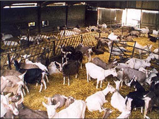 Требования к кормушкам для коз, их самостоятельное изготовление