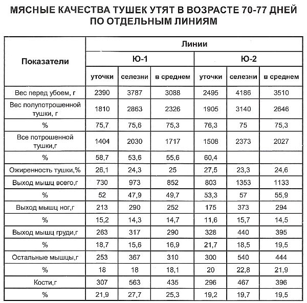 Какой вес утки. Таблица привеса мускусных уток. Вес мускусной утки по месяцам таблица. Таблица набора веса мулардов. Вес уток по месяцам таблица.