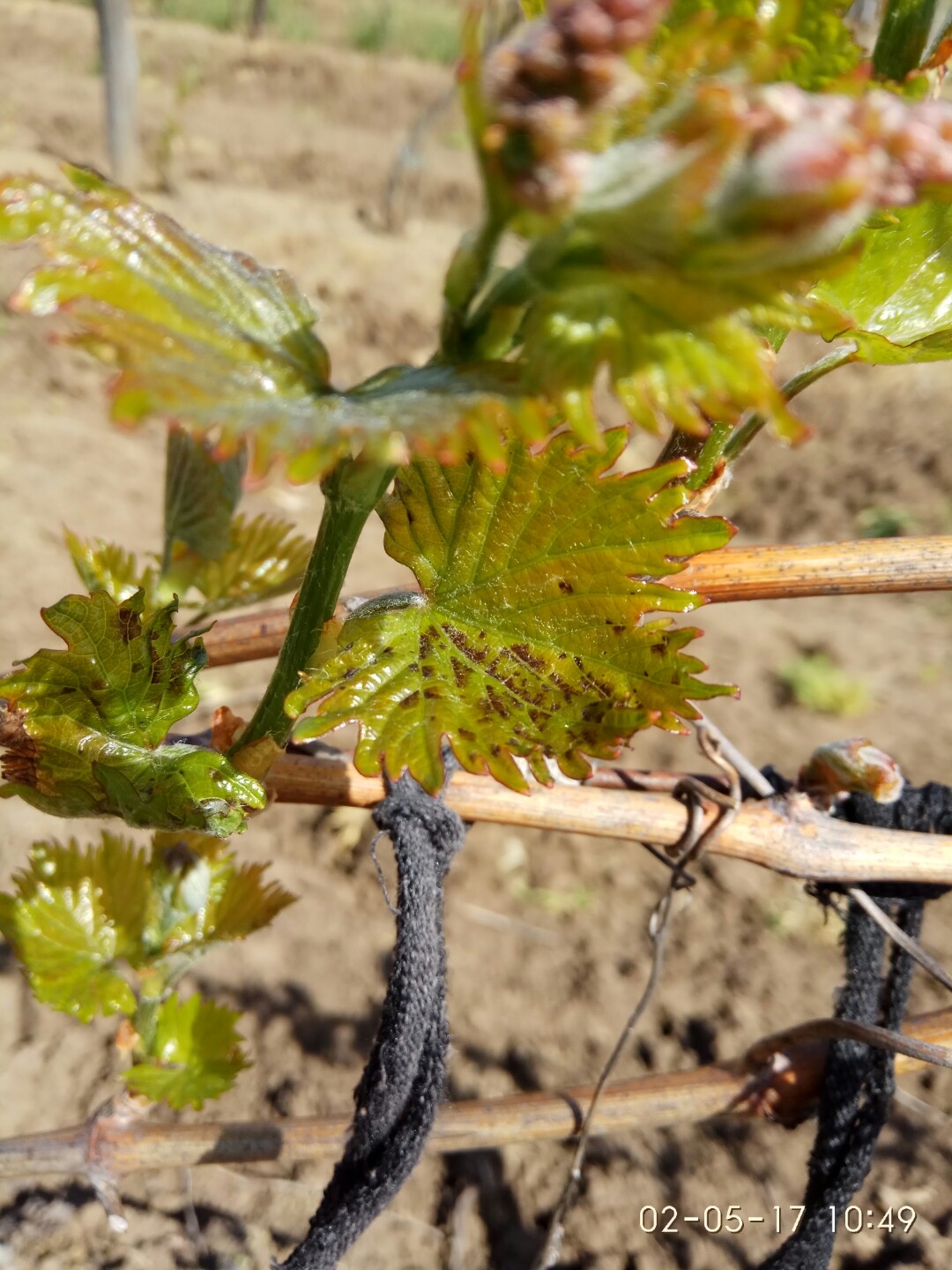 Виноград поражение гербицидами
