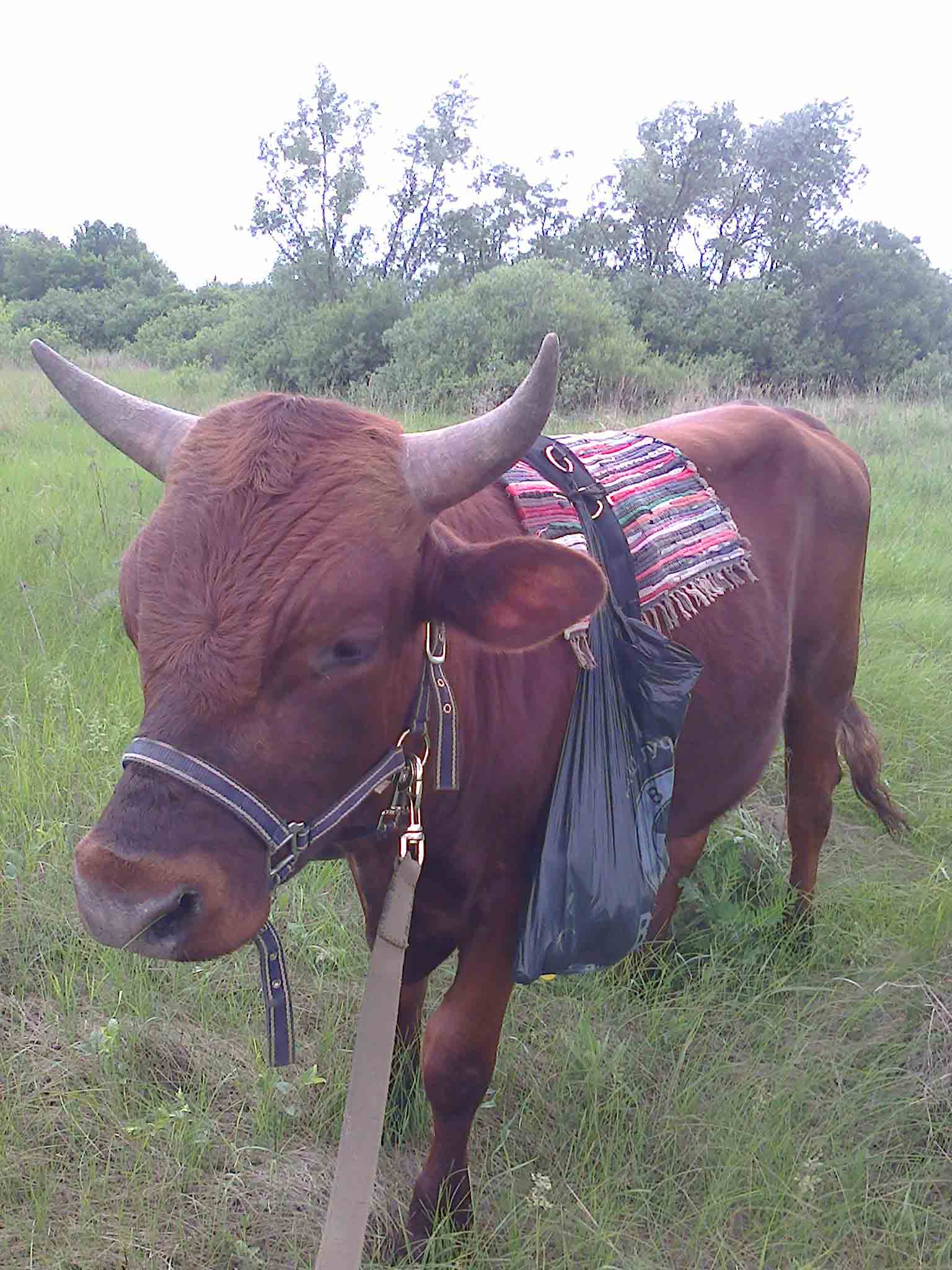 Что мы ищем в коровьей попе? | Пикабу