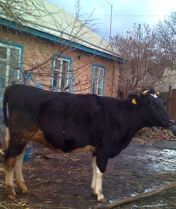 Почему у коровы молоко с кровью