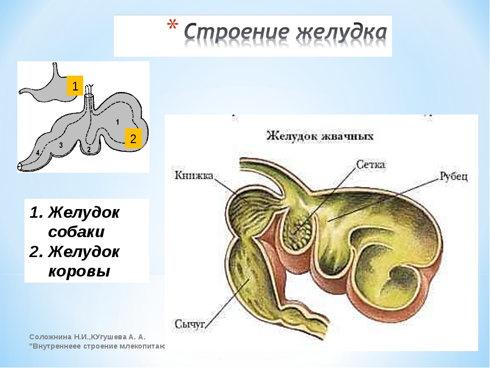 Особенность желудка жвачных парнокопытных. Строение многокамерного желудка у млекопитающих. Строение многокамерного желудка. Строение многокамерного желудка жвачных. Строение сложного желудка жвачных.