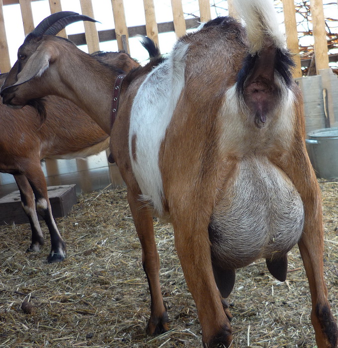 Англо-нубийская порода коз вымя. Уши у нубийских коз. Коза нубийской породы вымя. Нубийская коза сколько дает молока