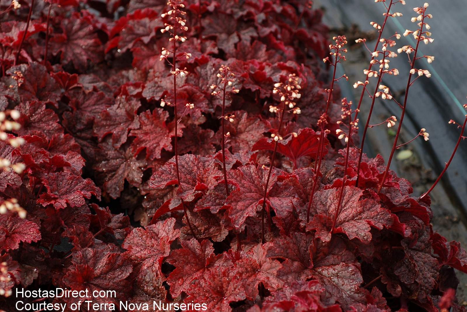 Многолетние цветы с бордовыми листьями фото и названия садовые