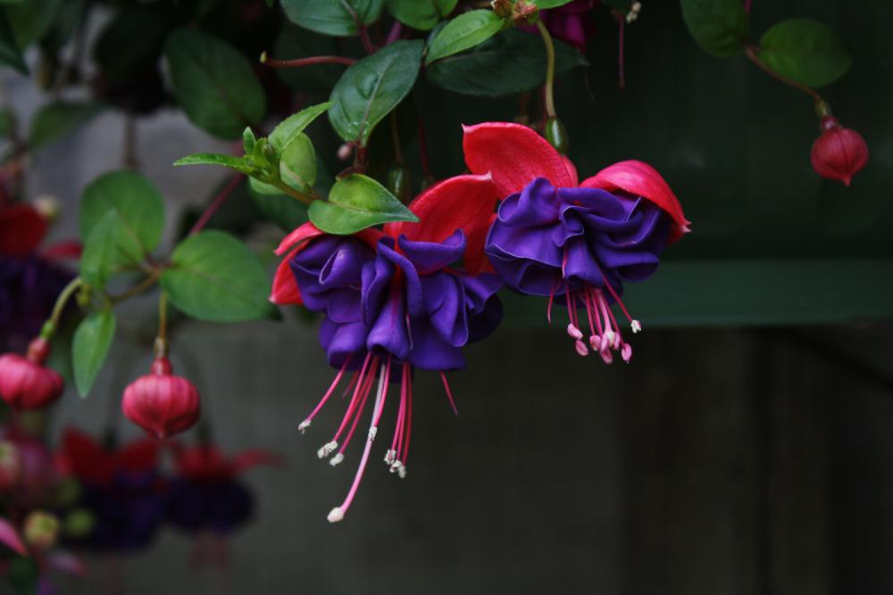 Фуксия гибридная Fuchsia hybrida