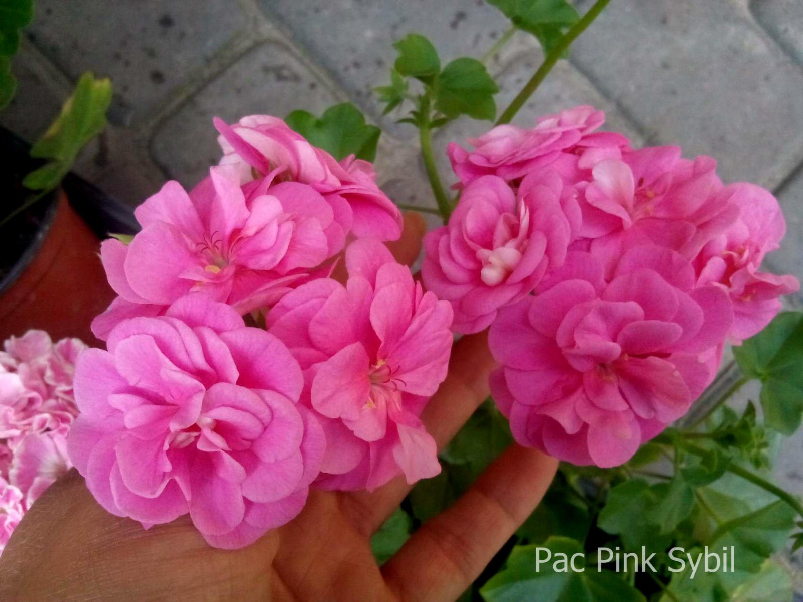 pink sybil пеларгония фото