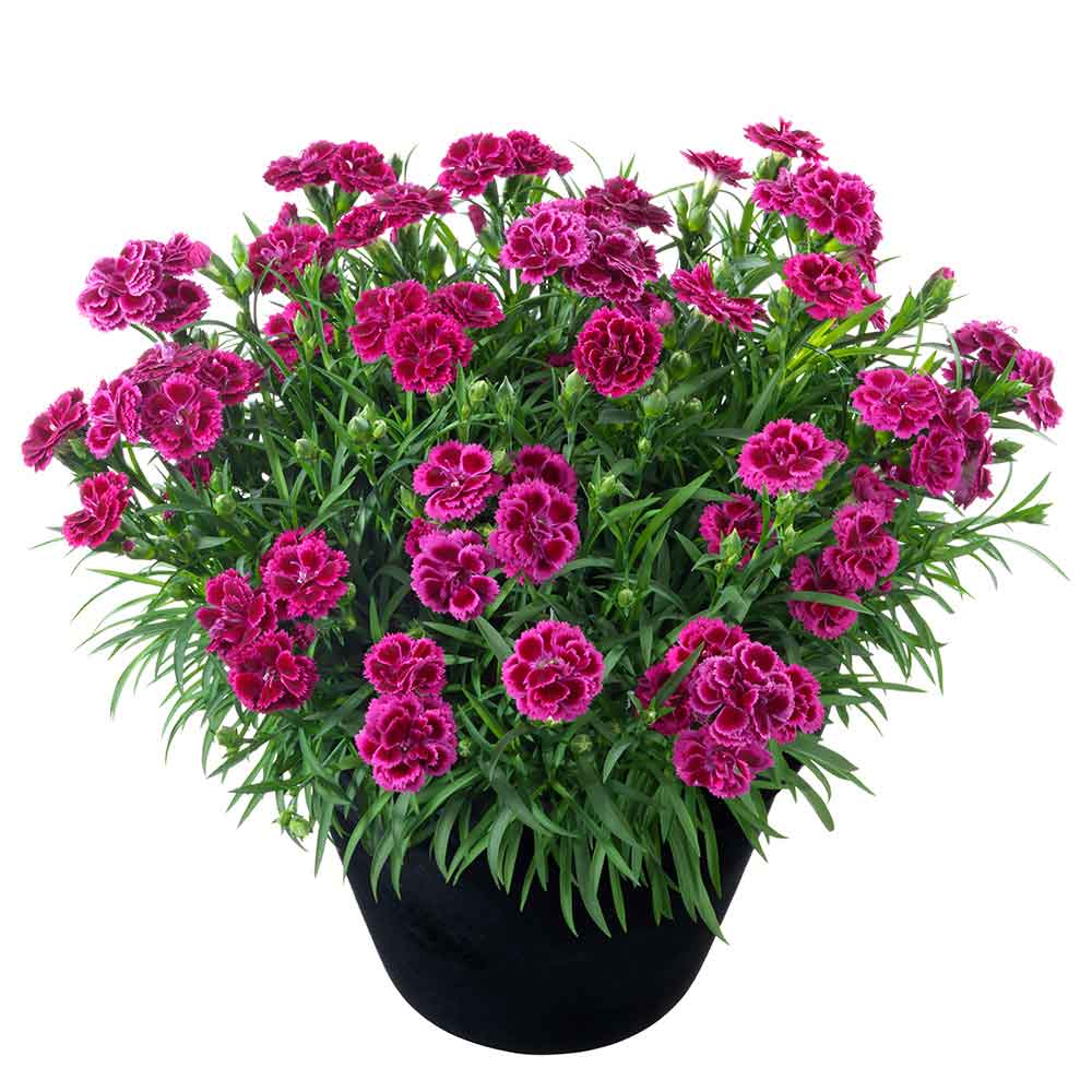 Dianthus Arabella Purple гвоздика