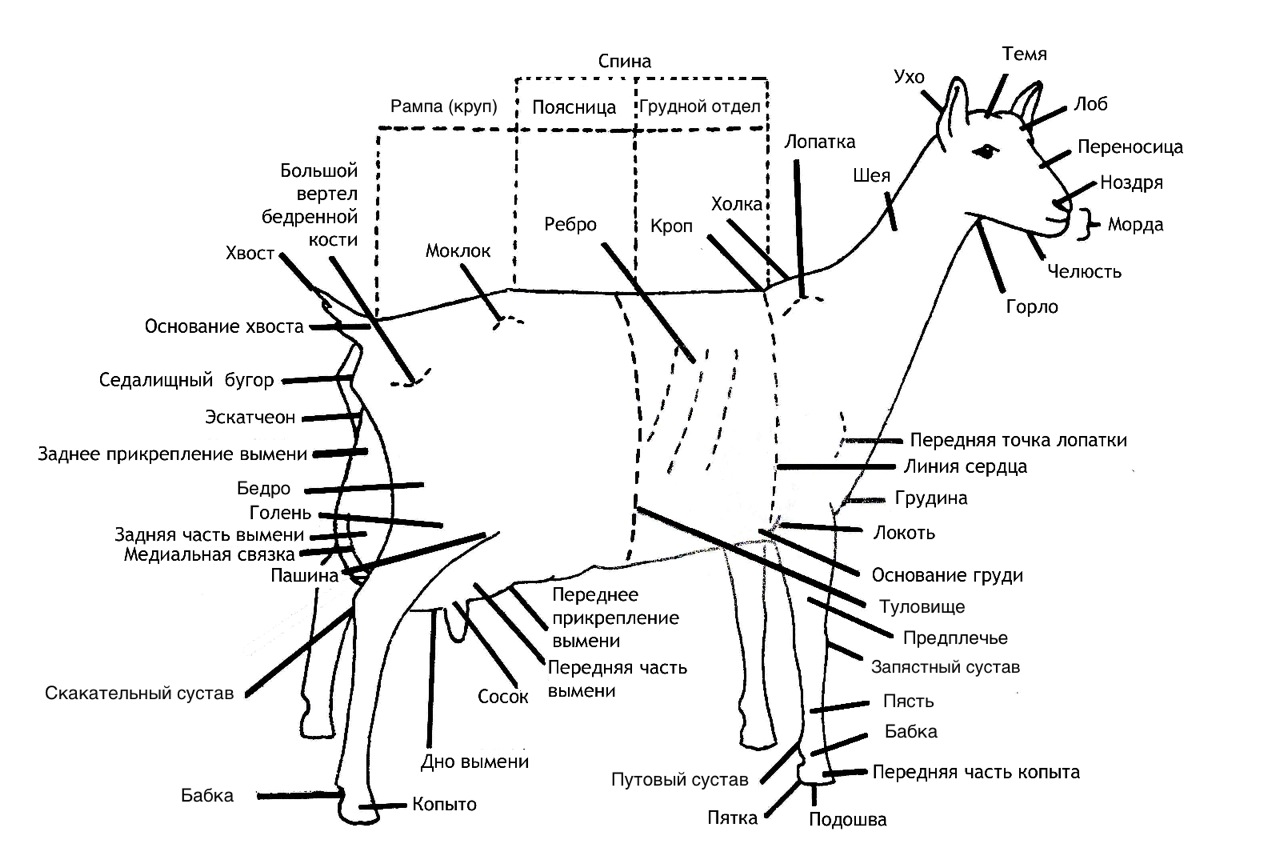 Лимфоузлы баранина схема
