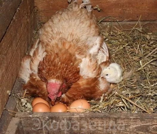 Почему куры клюют свои яйца (что делать)