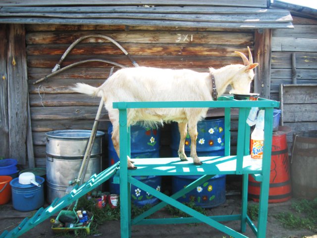 Описание станка для дойки коз