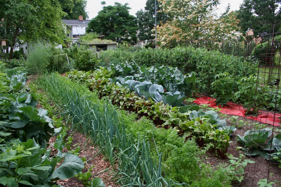какие овощи можно посадить в огороде