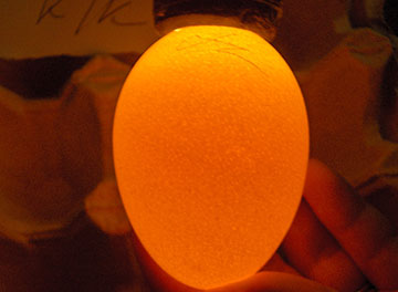 Как определить оплодотворенное яйцо курицы. Неоплодотворные яйцо овоскопирование. Просвет неоплодотворенного яйца. Оплодотворенное яйцо курицы.