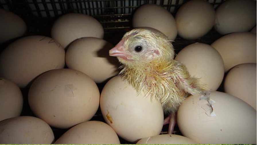 Яйцо инкубационное - объявления о продаже и покупке яиц для инкубации