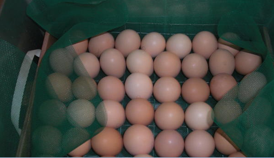 Сетка инкубирования яиц. Сборная сетка для яиц в инкубатор. Пластиковый лоток для яиц в инкубатор ово. Фиксирующие сетки для инкубатора для яйца. Купить яйца для инкубатора бройлерных курей