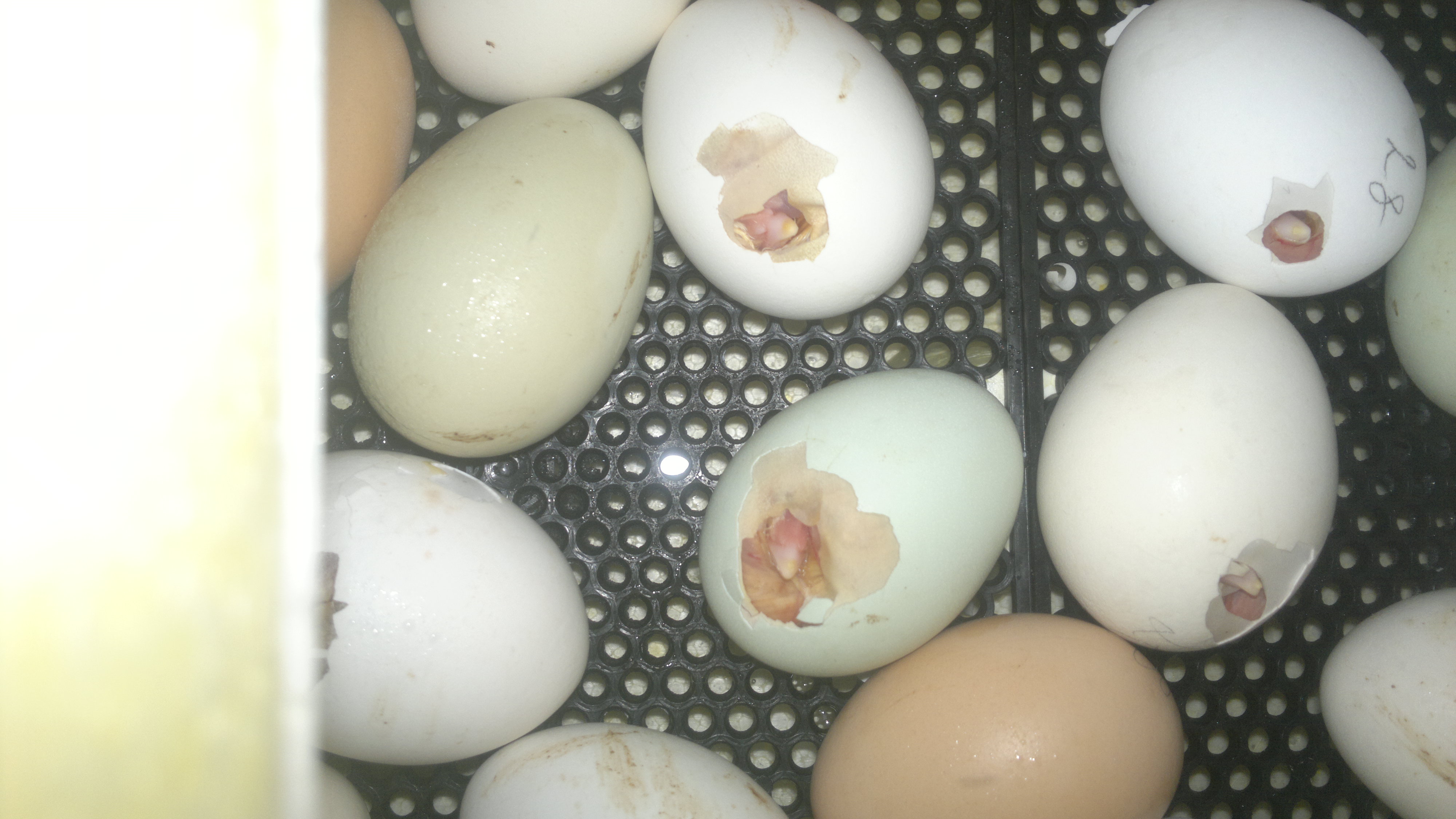Можно ли сажать яйца. Яйца цесарки. Яйцо цесарки размер. Яичница из яиц цесарки. Тухлое вареное яйцо цесарки.