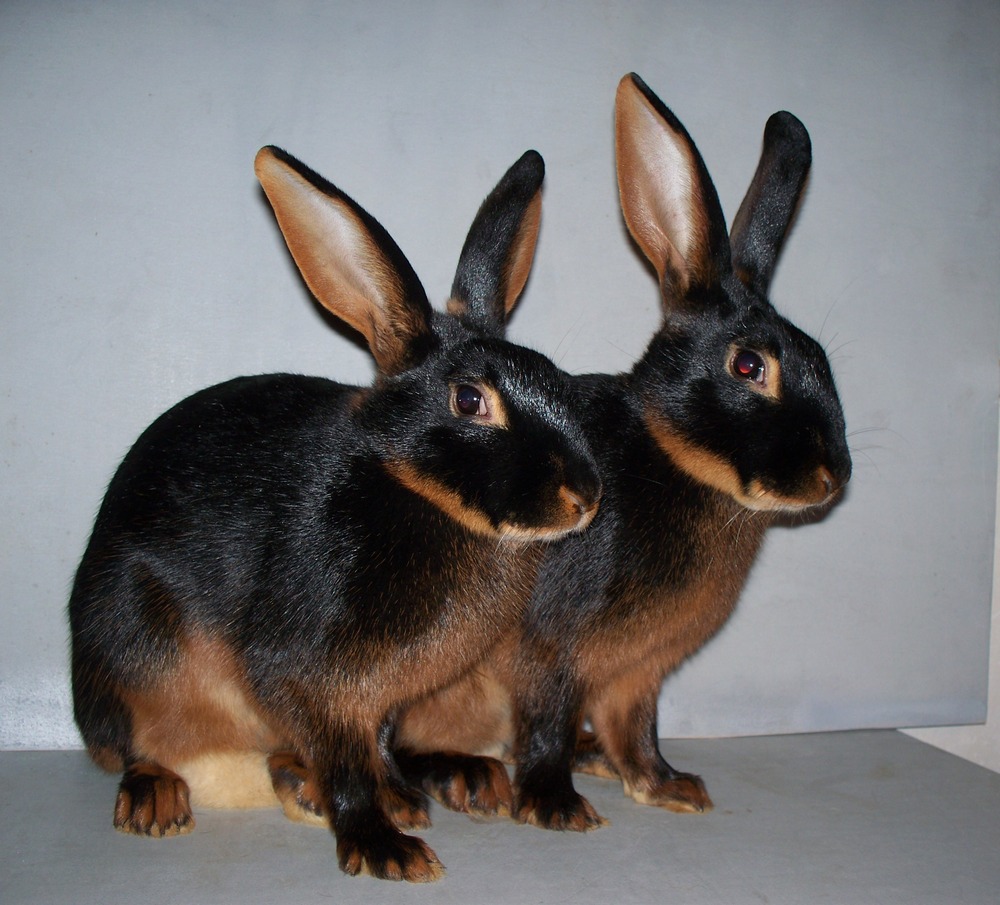 Кролики породы с названием и фото
