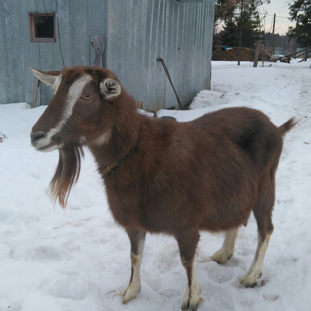 Тоггенбургская порода коз фото и описание