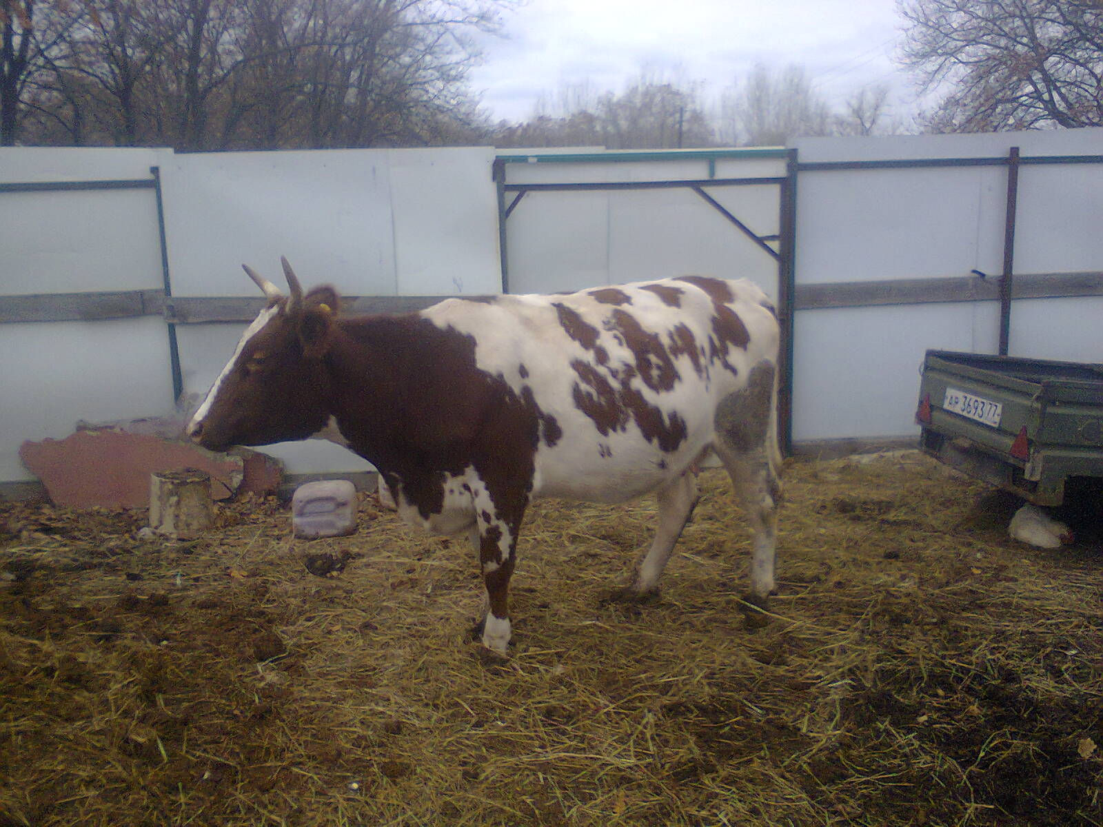 Айрширская порода коров в сарае
