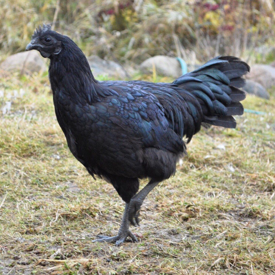 Как называется черная курица. Аям Цемани. Аям Цемани Курочка. Черная курица Аям Цемани. Аям Цемани - черная экзотика.