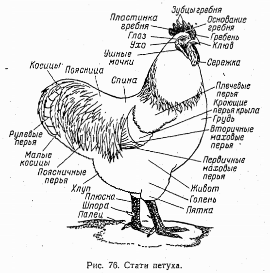 У куриц есть мозг. Анатомия строения курицы. Внешнее строение курицы. Куриный клюв строение. Курица строение тела анатомия.