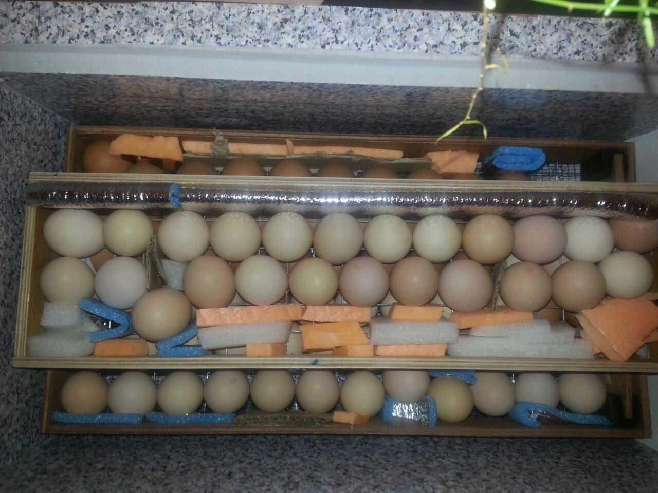 Лоток для перепелиных яиц к инкубатору блиц*72
