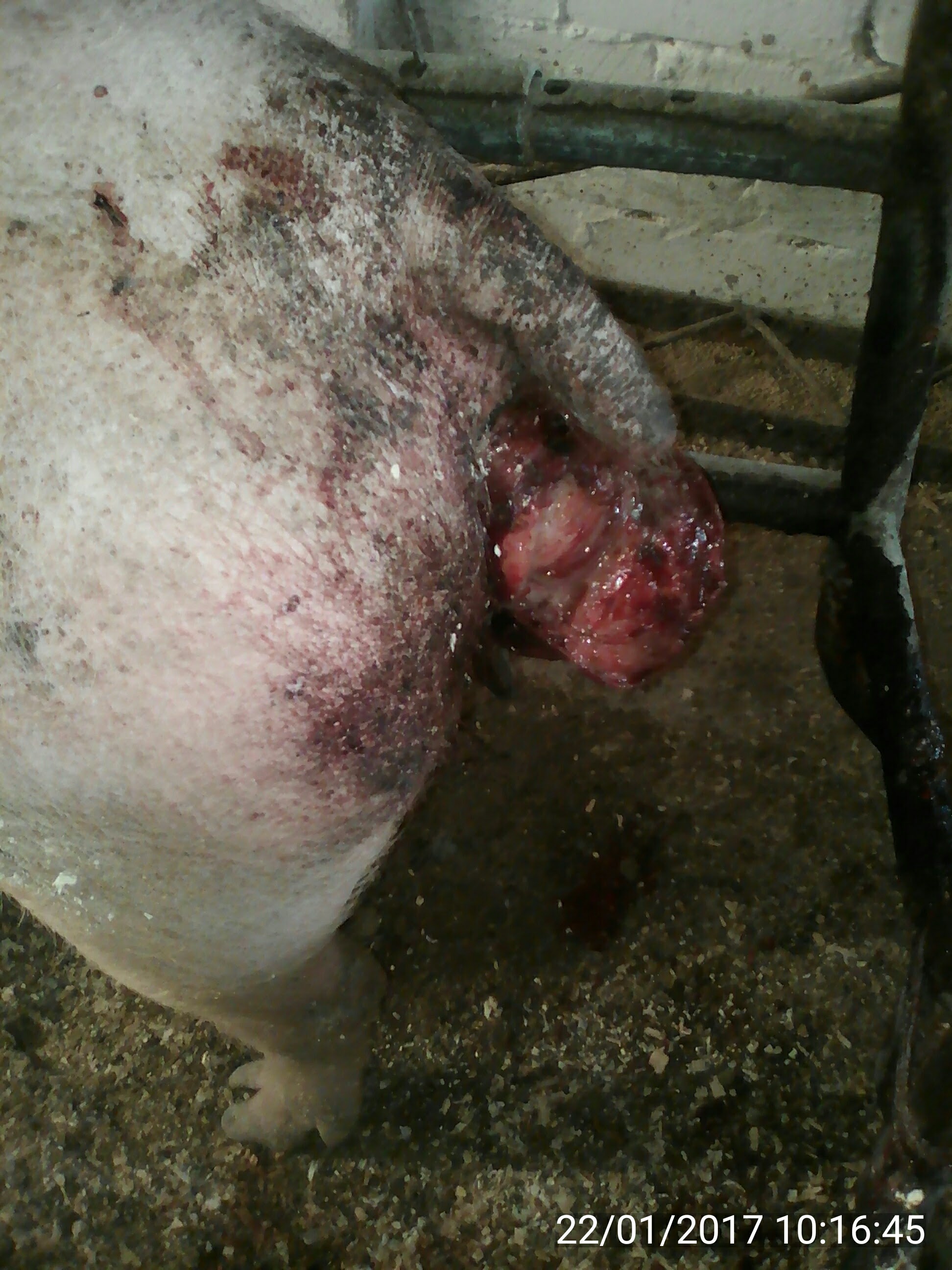 Выпадение прямой кишки у свиней: лечение и видео